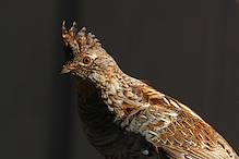 2020 05 18_pcb_7018_modifié-1.jpg